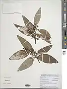 Eriosema pulcherrimum.