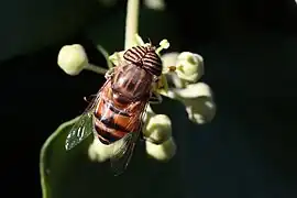 Mâle vu de dessus sur une fleur de lierre (Hedera helix).