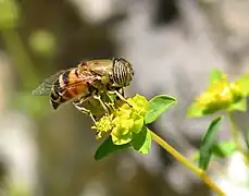 Femelle sur une inflorescence (cyathe) d'Euphorbia spinosa