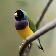 Tête noire, poitrine violette, dos vert.