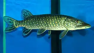 Photographie de profil d'un grand brochet dans un aquarium public.