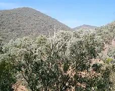 Forêt d'eucalyptus