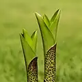 Eucomis : de nouvelles feuilles se développent à partir de la tige tachetée. Leur diamètre est d'environ 15 mm. .