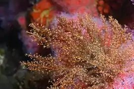 Eudendrium californicum (Eudendriidae)