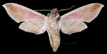 Revers du mâle (coll.MHNT)