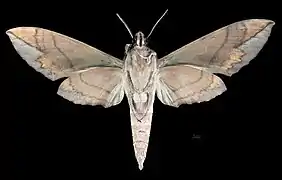 Revers du mâle (coll.MHNT)