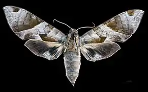 Eumorpha obliquus guadelupensis face dorsale femelle MHNT