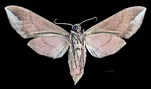 Eumorpha obliquus guadelupensis revers femelle MHNT