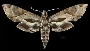 Eumorpha satellitia licaon - female face dorsale