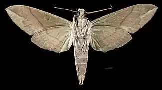 Eumorpha satellitia licaon - Male revers