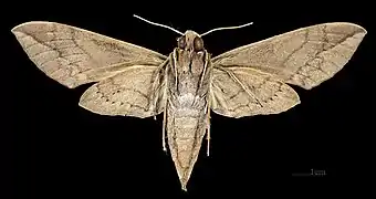 Eumorpha satellitia posticatus Femelle - revers