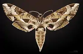 Eumorpha satellitia posticatus mâle - face dorsale