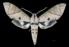 Eumorpha translineatus