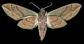 Revers de la femelle (coll.MHNT)