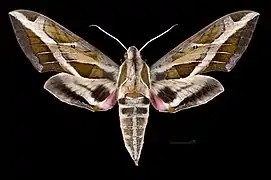 Eumorpha vitis fuscatus Avers de la femelle(coll.MHNT)