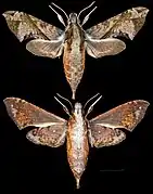 Eupanacra elegantulus