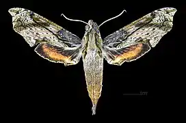 Face dorsale de la femelle (coll.MHNT)