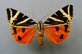 Spécimen naturalisé : face dorsale.