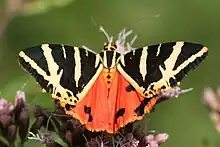 l'Écaille chinée ou Callimorphe (Euplagia quadripunctaria).