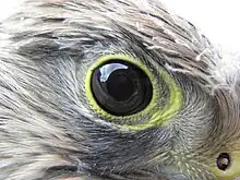 Photo en gros plan de l'œil d'un Faucon crécerelle