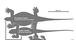 Silhouettes en vue dorsale d’Euromycter rutenus (en haut de l’image) et de Casea nicholsi (juste au-dessous d’Euromycter) avec une barre d’échelle de cinquante centimètres (en haut à droite de l’image).