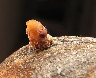 Imago Eurosta (Tephritidae) émergeant de sa galle, on distingue nettement le sac de la ptiline gonflé au dessus de sa tête.