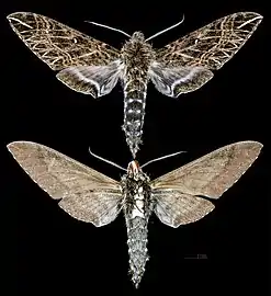 Euryglottis dognini.