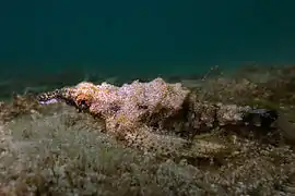 De profil à la Réunion