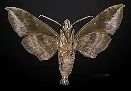 Revers du mâle Muséum de Toulouse