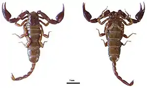 Euscorpius lycius