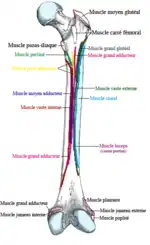 Insertion proximale du muscle plantaire