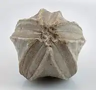 Fossile de Pentremites godoni