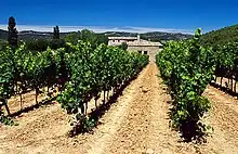 La photographie couleur représente une vigne en pleine végétation. Le sol a été travaillé. La terre en surface présente une proportion de roches et de terre de même nature, la couleur du sol étant ocre-rosée homogène.