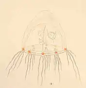 Rathkea octopunctata (Rathkeidae)