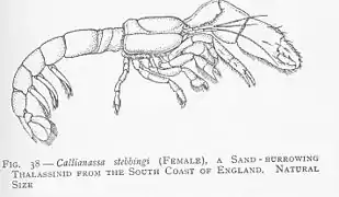 Dessin de Callianassa stebbingi