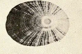 Fissurella alternata