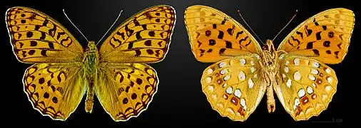 Fabriciana adippe, France – coll. MHNT