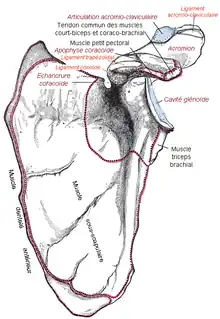 Insertion scapulaire du muscle subscapulaire