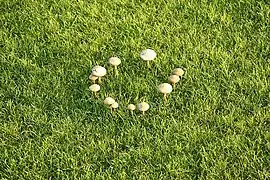 Photo de Marasmius oreades en anneau