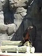 Otarie de Californie