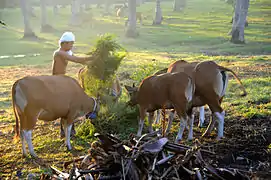 Bantengs domestiques (Bos domesticus) nourris à Bali.