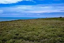 Paysage de landes, avec la mer en arrière-plan.