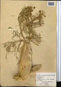 Gaine foliaire. Collecté en Ouzbékistan.