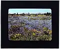 Frances Benjamin Johnston, Field of poppies and lupin, photographie (diapositive, coloriée à la main), 1917.