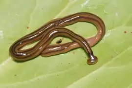 Bipalium kewense, un ver plat turbellarié terrestre (triclades).