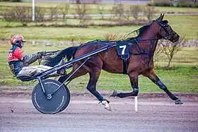 Jument Standardbred en course de trot attelé.