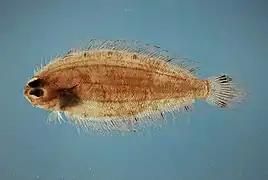 Poecilopsetta beanii.