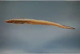 Rhynchoconger flavus