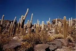 Cactus géants, Bolivie (Eudicotyledoneae, Polygonales, Cactaceae)