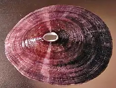 Fissurella latimarginata